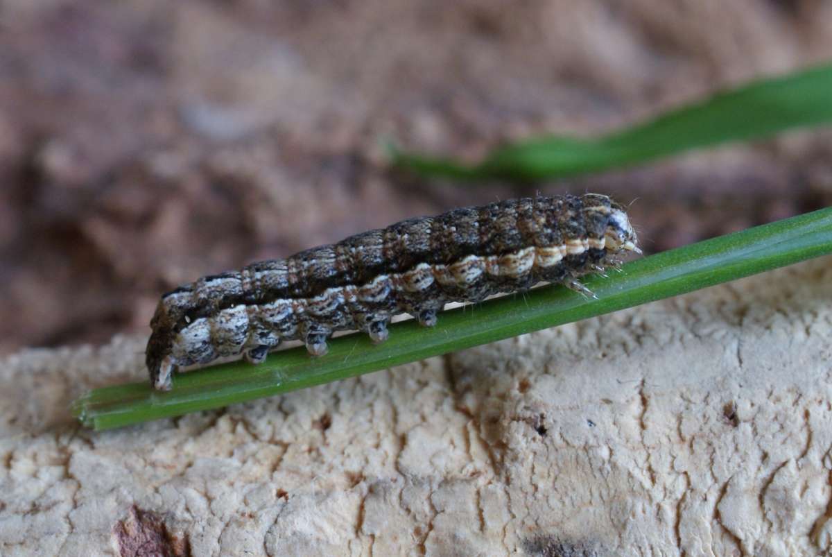 Lesser Yellow Underwing (Noctua comes) photographed at Aylesham  by Dave Shenton 