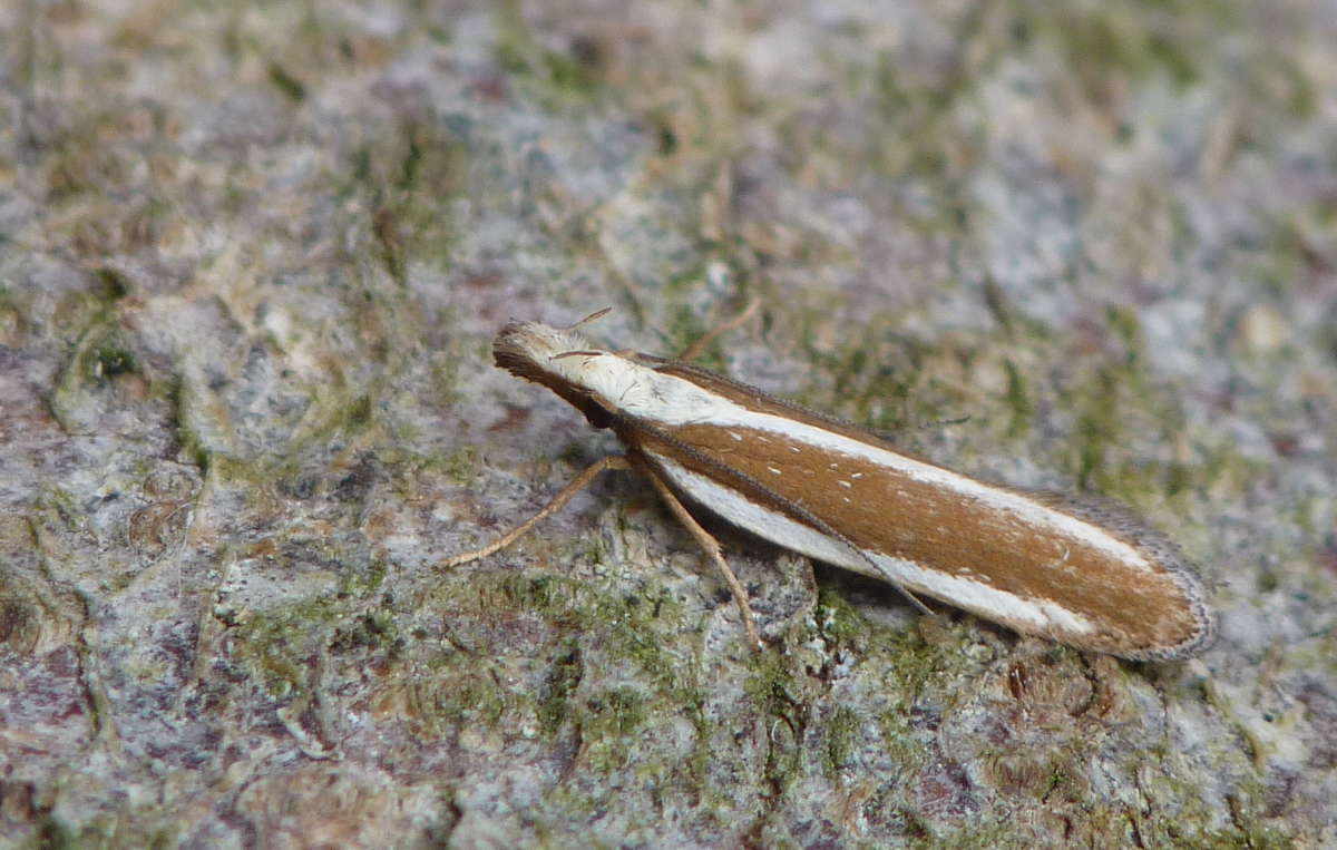 Juniper Webber (Dichomeris marginella) photographed in Kent by Allan Ward
