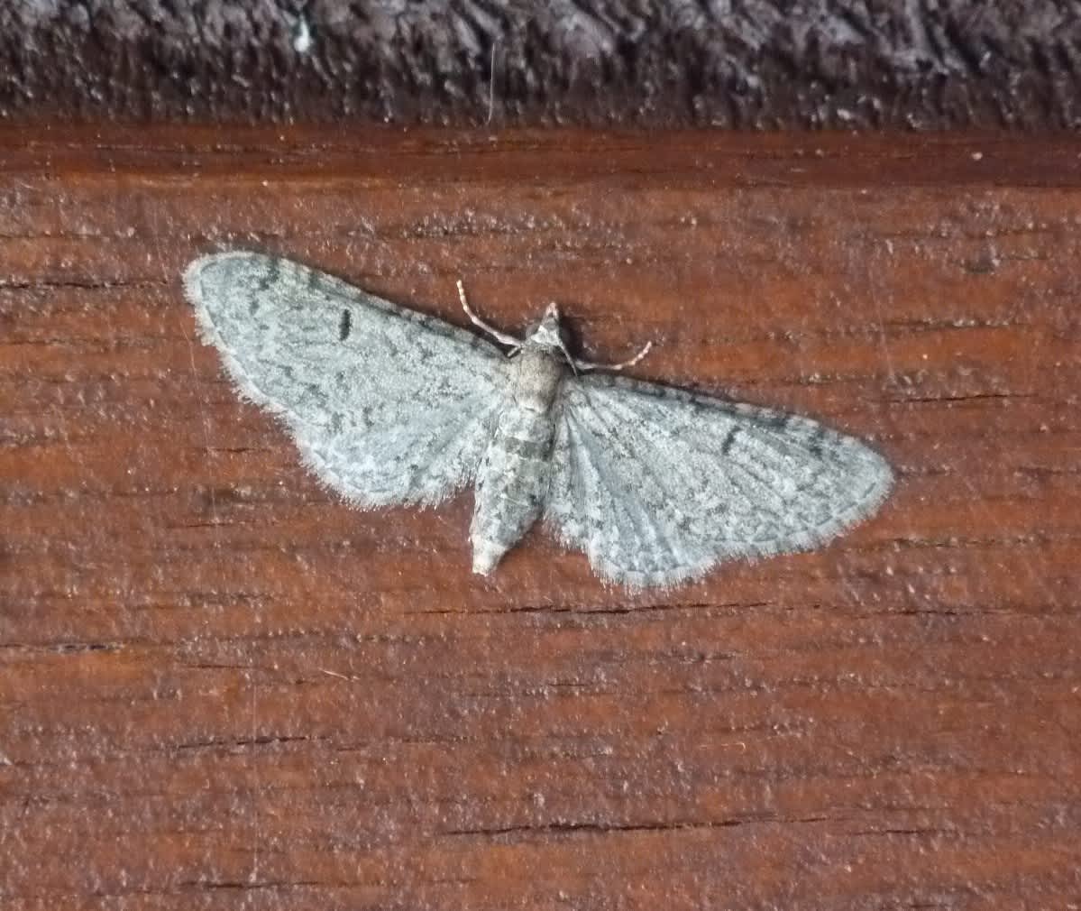 Channel Islands Pug (Eupithecia ultimaria) photographed in Kent by Allan Ward