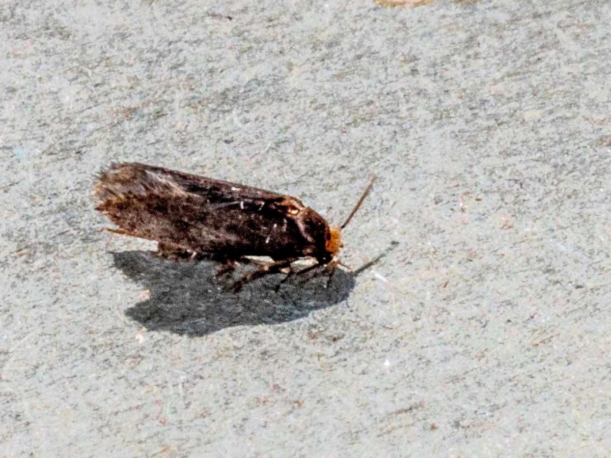 Simple Clothes Moth (Cephimallota crassiflavella) photographed at Thanet by Brian Summerfield