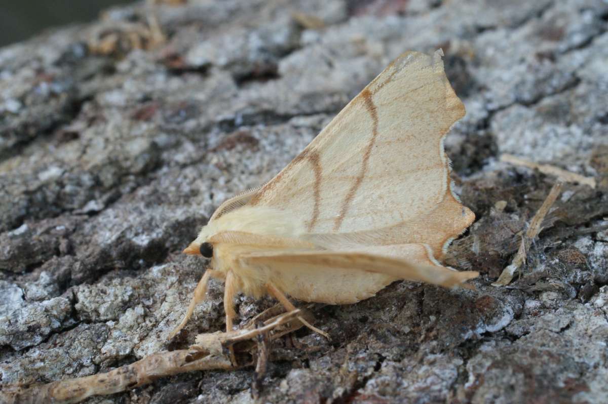 September Thorn (Ennomos erosaria) photographed in Kent by Dave Shenton 