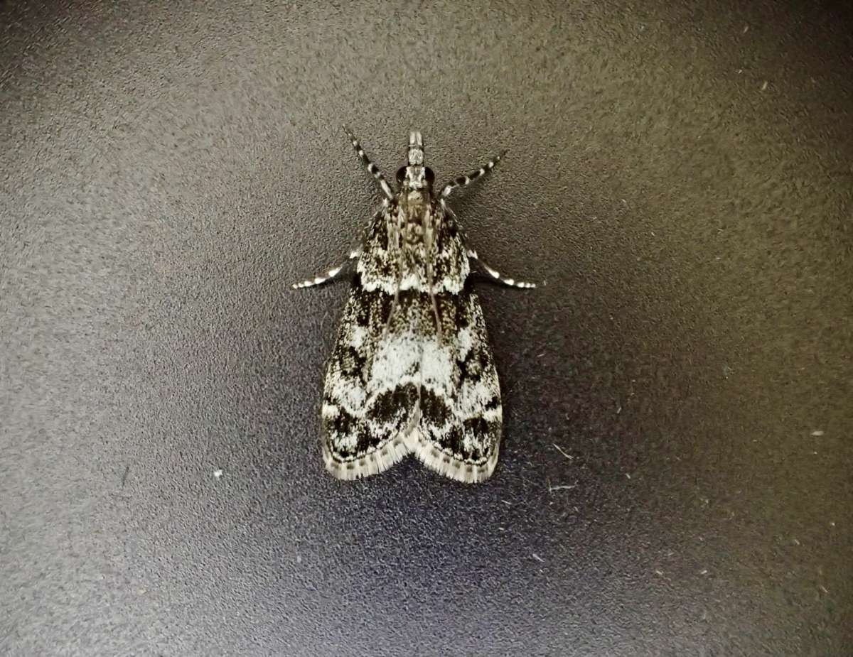 Small Grey (Eudonia mercurella) photographed at Aylesham by Dave Shenton 