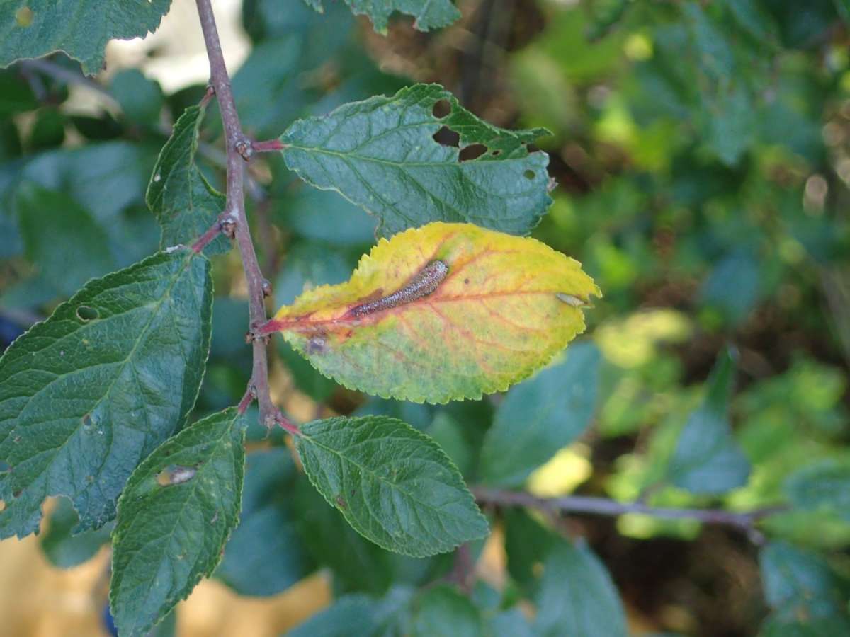 Sloe Midget (Phyllonorycter spinicolella) photographed at Aylesham  by Dave Shenton 