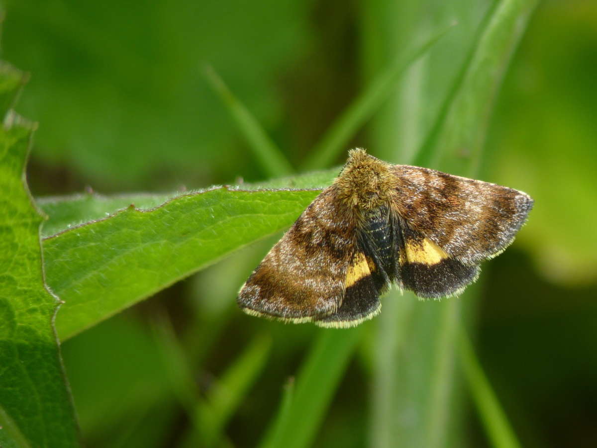 Small Yellow Underwing (Panemeria tenebrata) photographed in Kent by Allan Ward