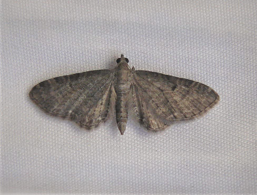 Grey Pug (Eupithecia subfuscata) photographed at Grain  by Fred Butcher 