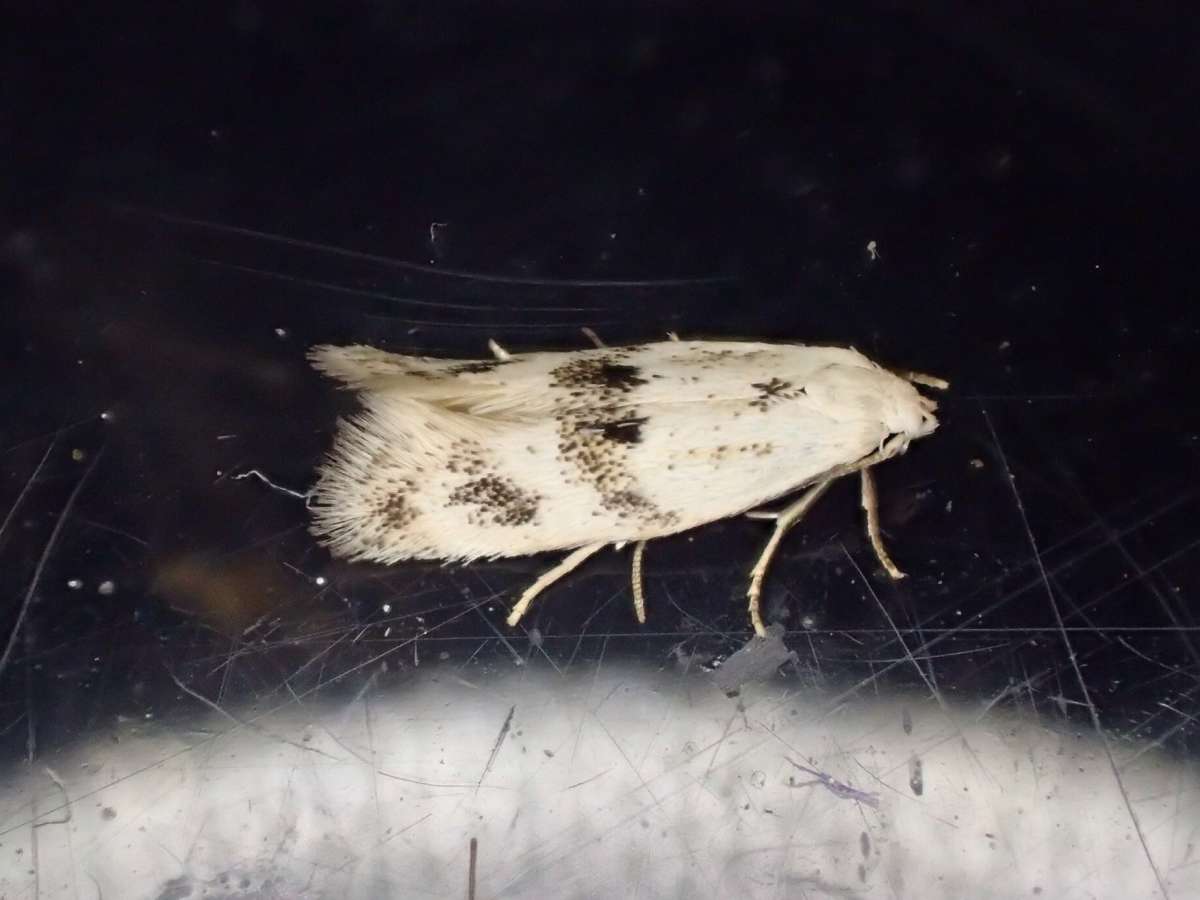 Triple-spot Dwarf (Elachista maculicerusella) photographed at Stodmarsh NNR by Dave Shenton 