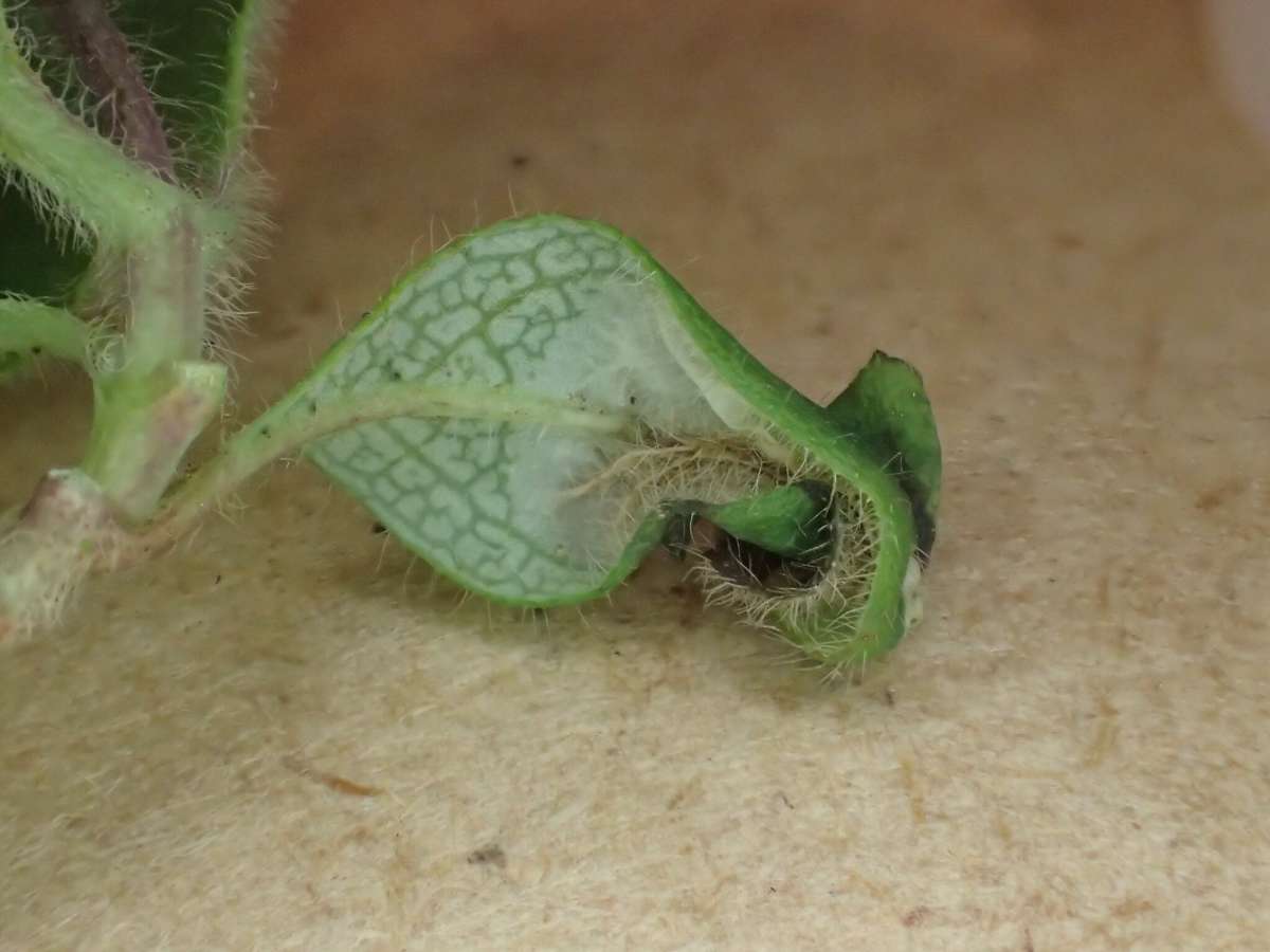 Honeysuckle Midget (Phyllonorycter trifasciella) photographed at Aylesham  by Dave Shenton 