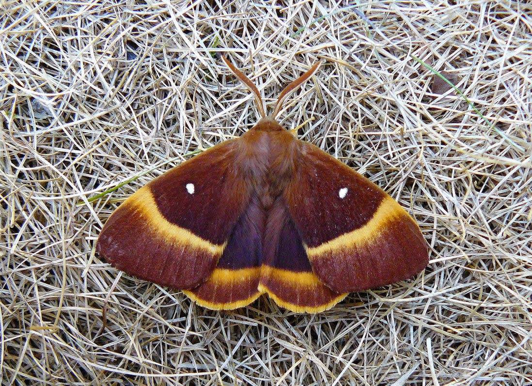 Oak Eggar (Lasiocampa quercus) photographed in Kent by Fred Butcher 