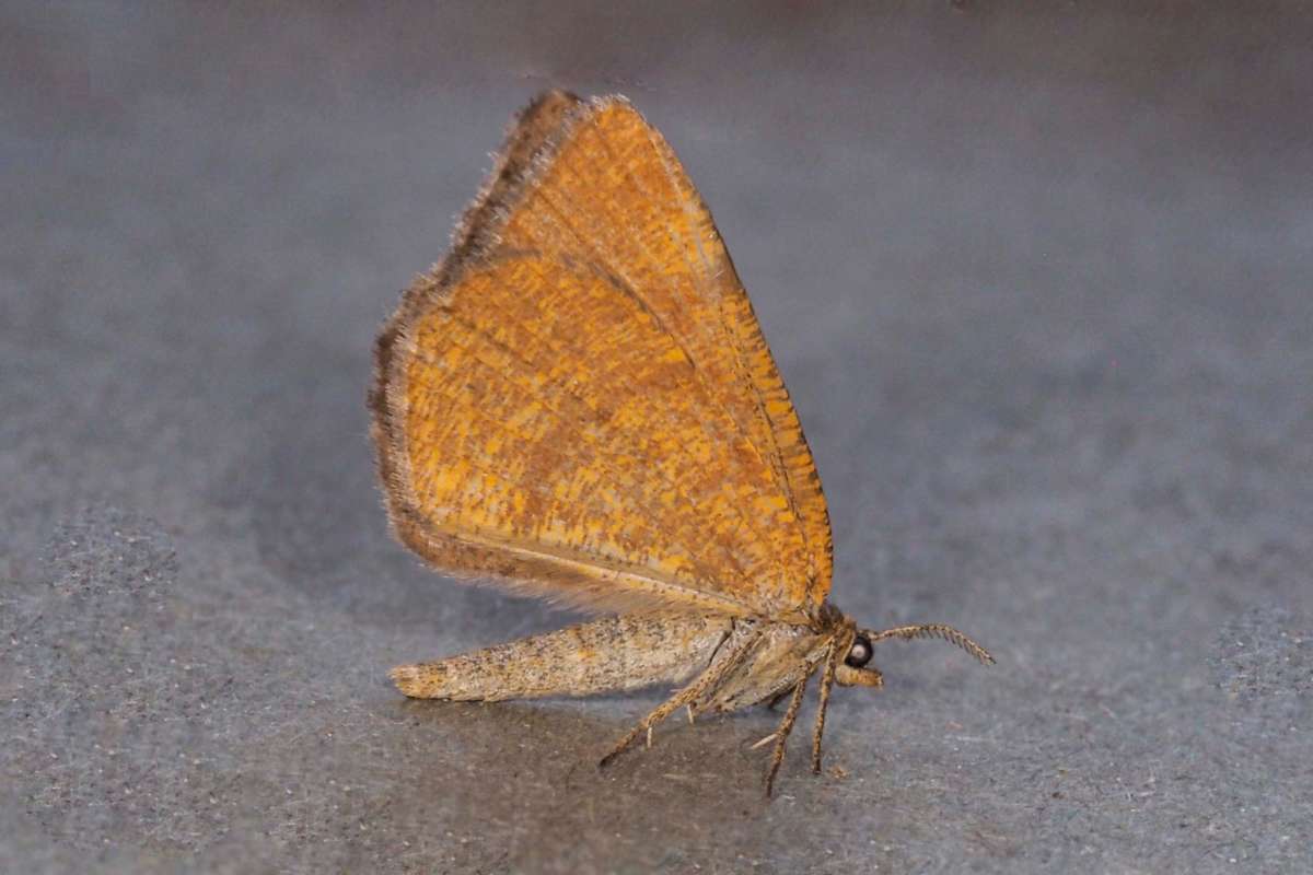 Rannoch Looper (Macaria brunneata) photographed in Kent by B Summerfield 