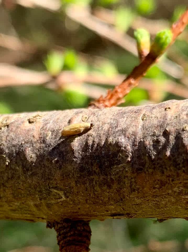 Larch Case-bearer (Coleophora laricella) photographed at Sevenoaks KWT reserve  by Oliver Bournat 