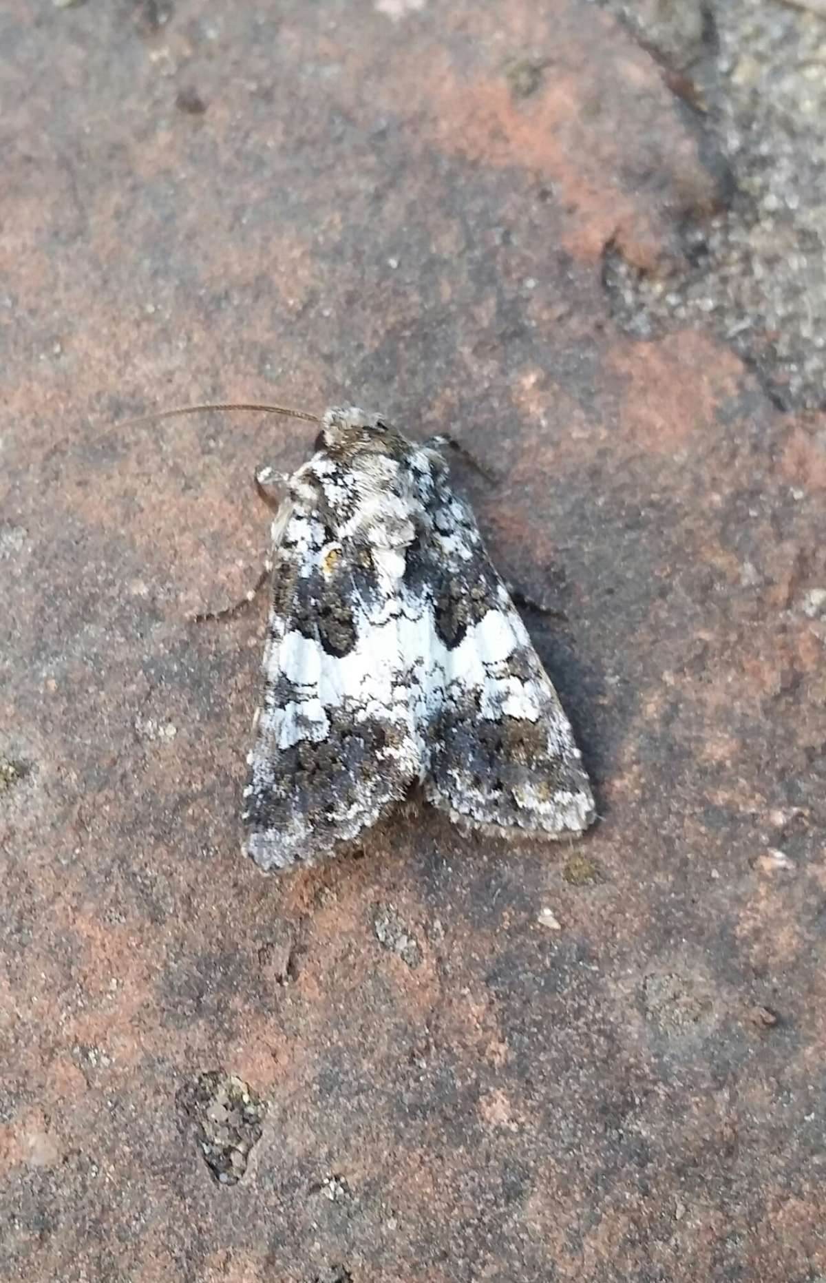 Varied Coronet (Hadena compta) photographed in Kent by Andrew Lawson