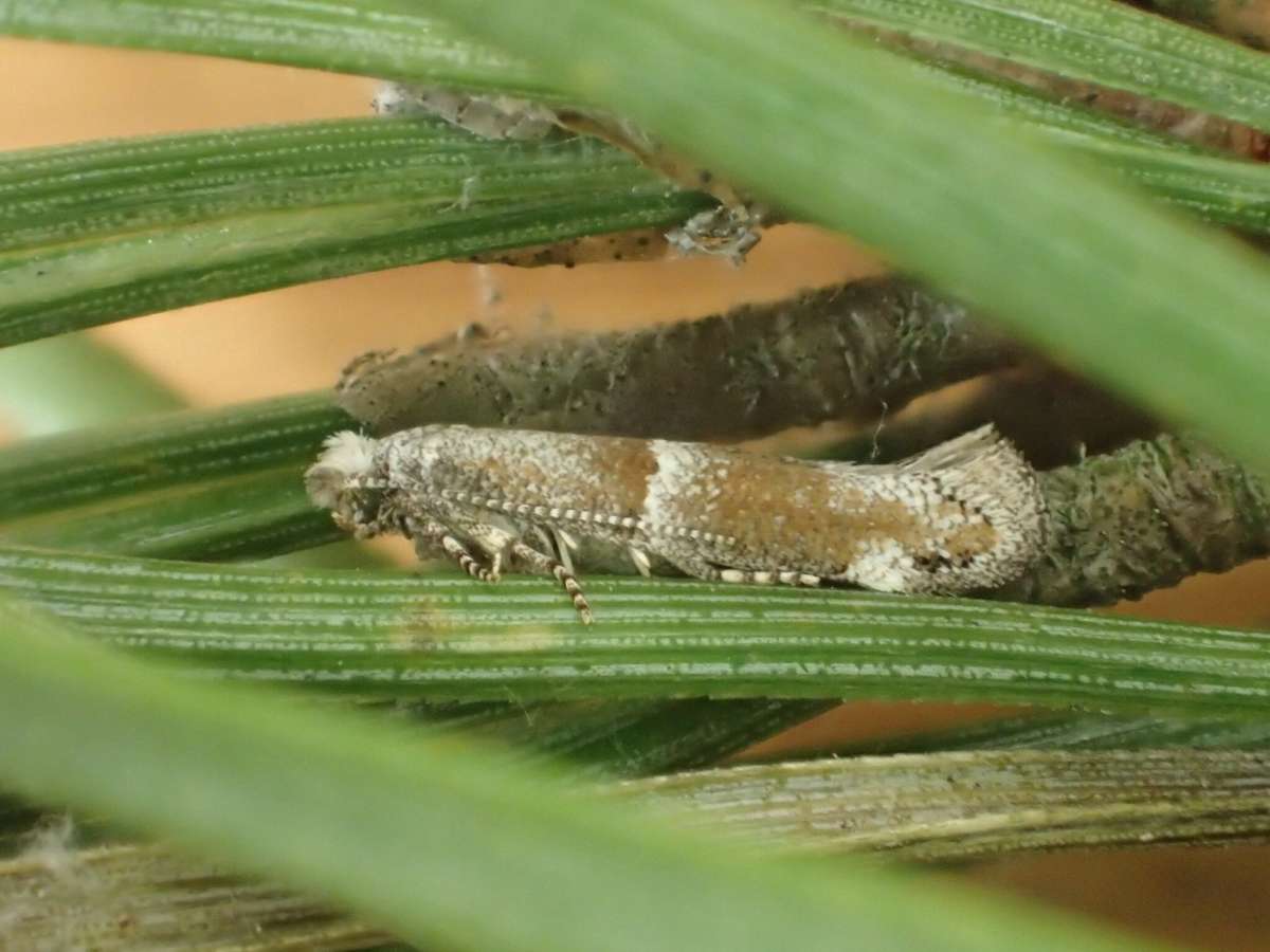 Brown Pine Ermine (Cedestis subfasciella) photographed at Covert Wood, Barham by Dave Shenton 