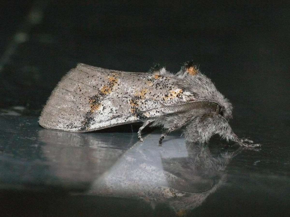 Dark Tussock (Dicallomera fascelina) photographed in Kent by Dave Grundy 