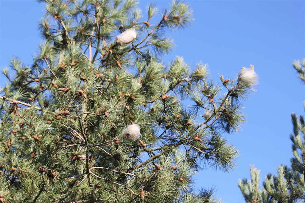 Pine Processionary (Thaumetopoea pityocampa) photographed in Kent by Carol Strafford 