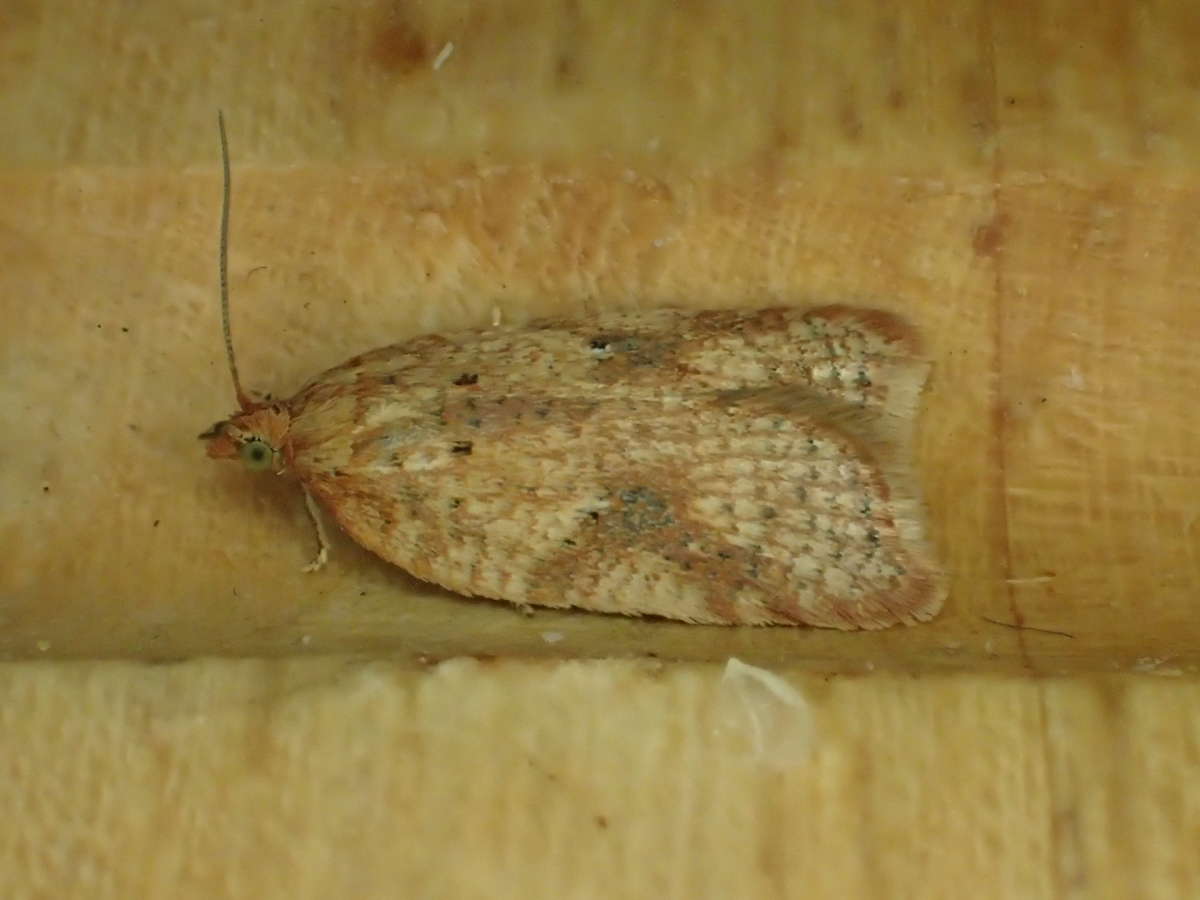 Rusty Oak Button (Acleris ferrugana) photographed at Park Wood, Chilham by Dave Shenton 
