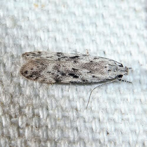 Black-speckled Groundling (Carpatolechia proximella) photographed in Kent by Barry Walter 