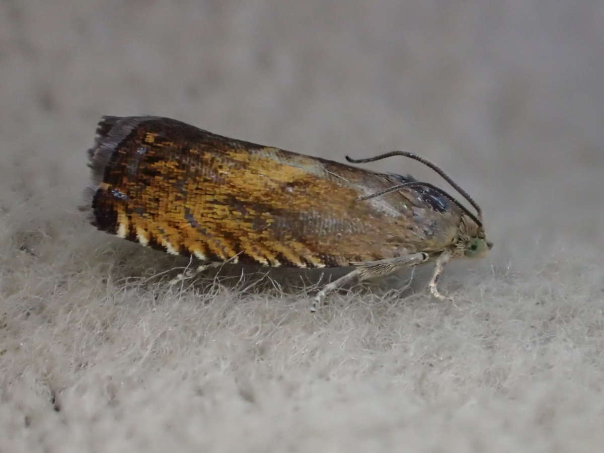 Sycamore Piercer (Pammene aurita) photographed at SBBO by Ian Hunter