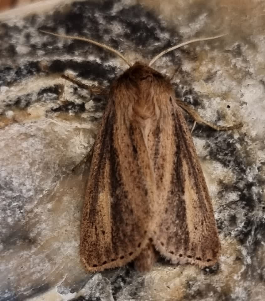 Brown-veined Wainscot (Archanara dissoluta) photographed in Kent by Leonard Cooper