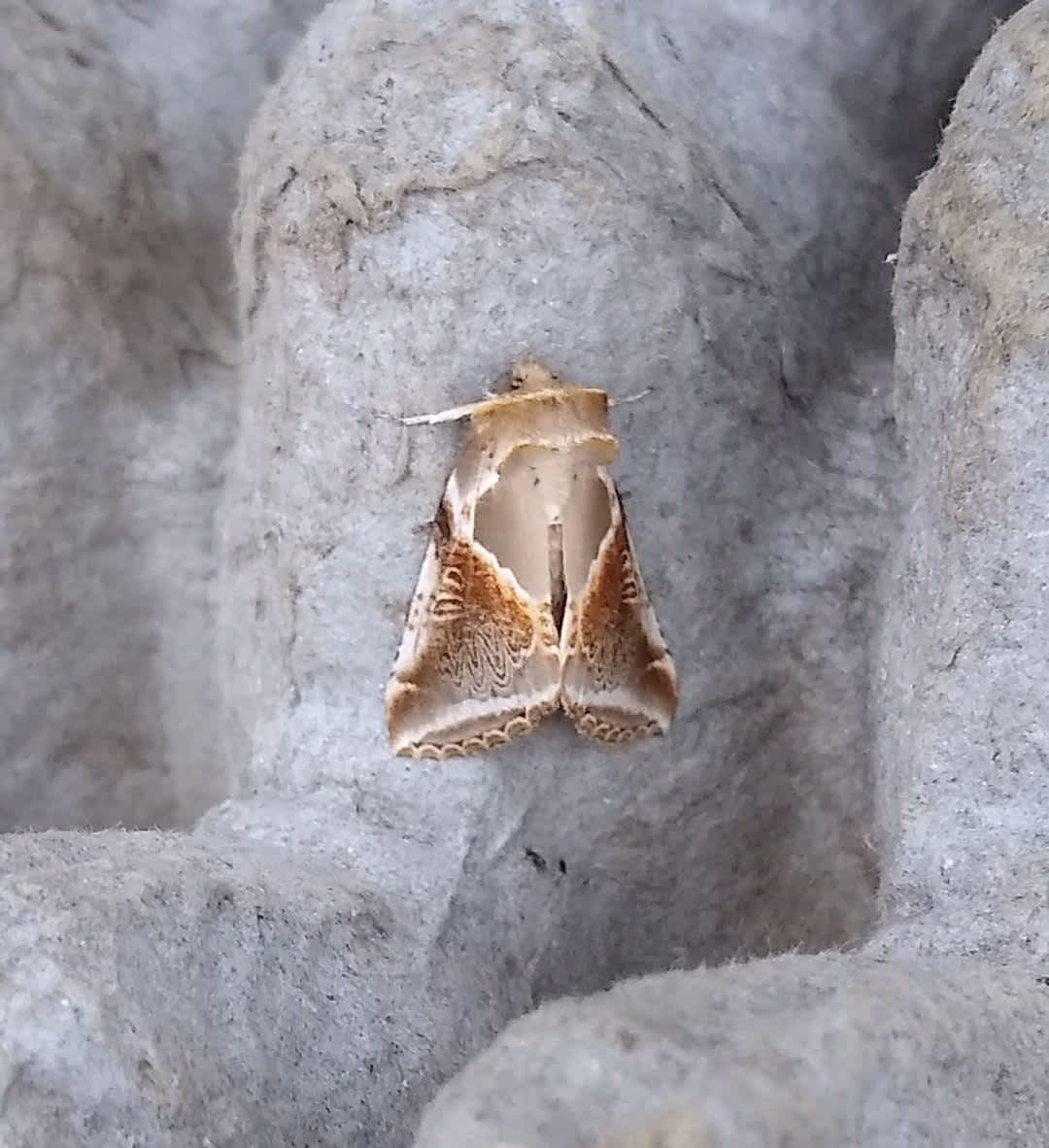 Buff Arches (Habrosyne pyritoides) photographed in Kent by Bernard Boothroyd