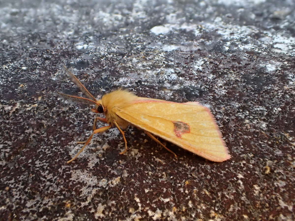 Clouded Buff (Diacrisia sannio) photographed in Kent by Dave Shenton 