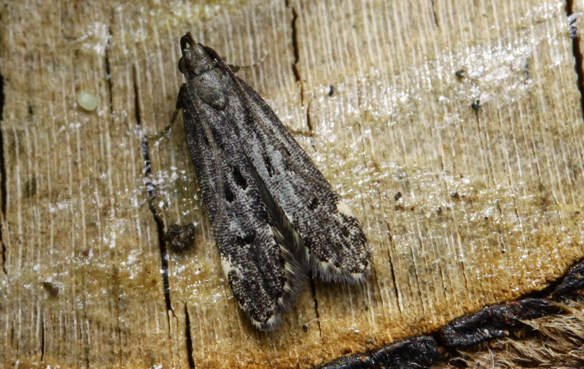 Lichen Crest (Dichomeris alacella) photographed in Kent by Carol Strafford 