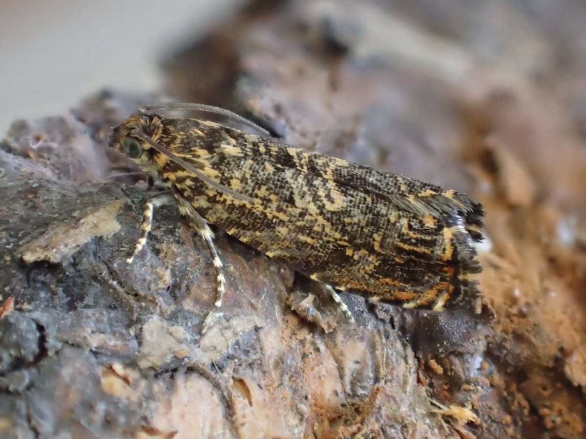 Cherry-bark Moth (Enarmonia formosana) photographed in Kent by Dave Shenton 