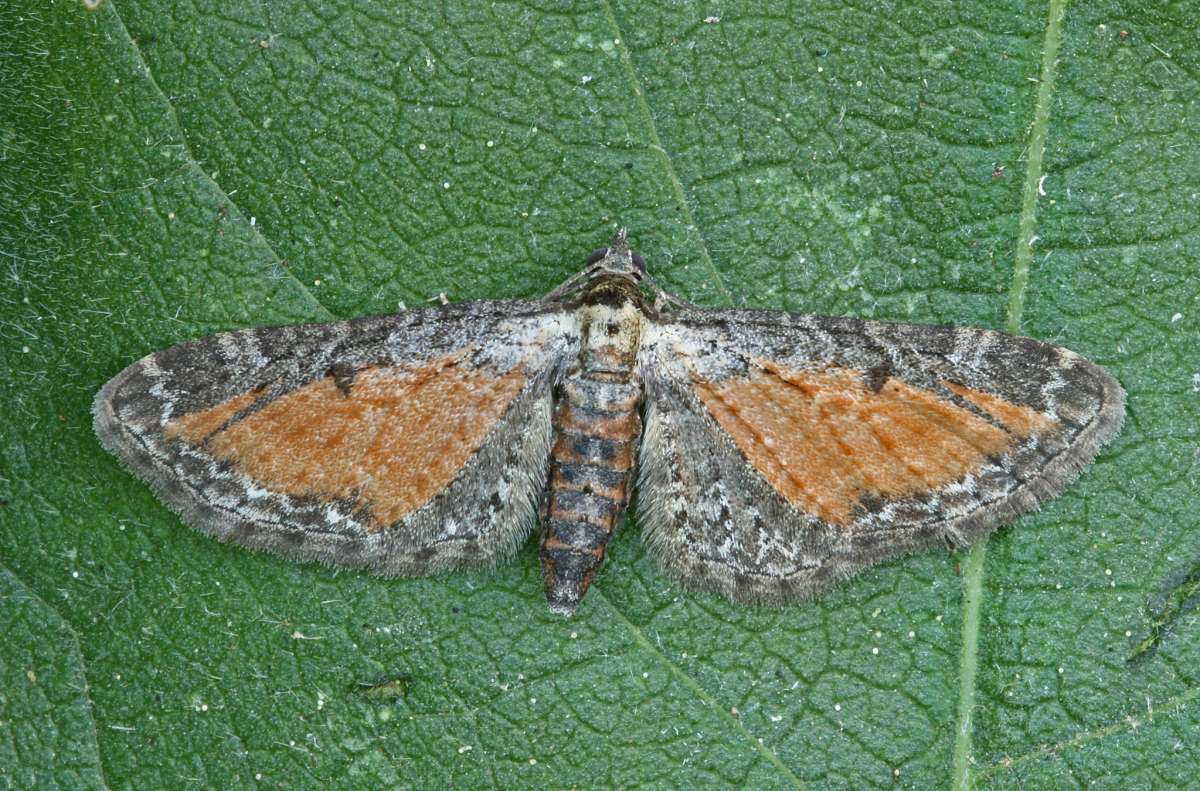 Tawny Speckled Pug (Eupithecia icterata) photographed at Boughton-under-Blean by Peter Maton 