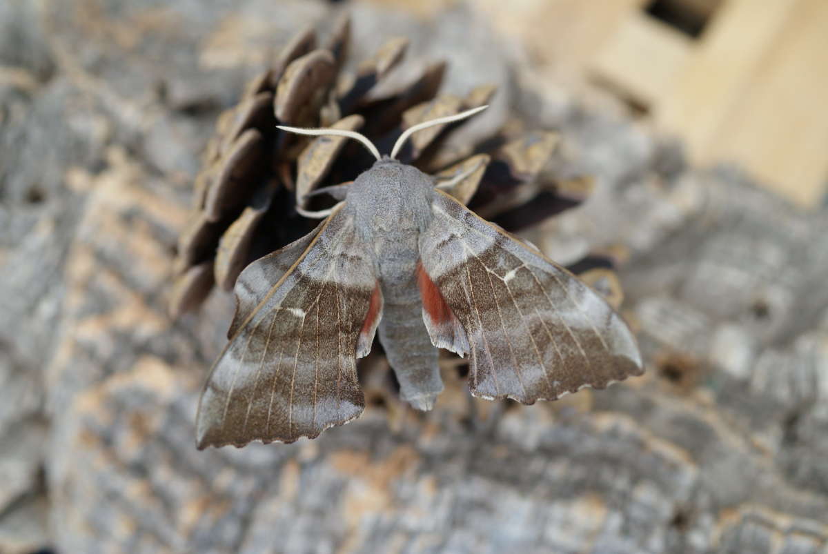 Poplar Hawk-moth (Laothoe populi) photographed at Aylesham  by Dave Shenton 