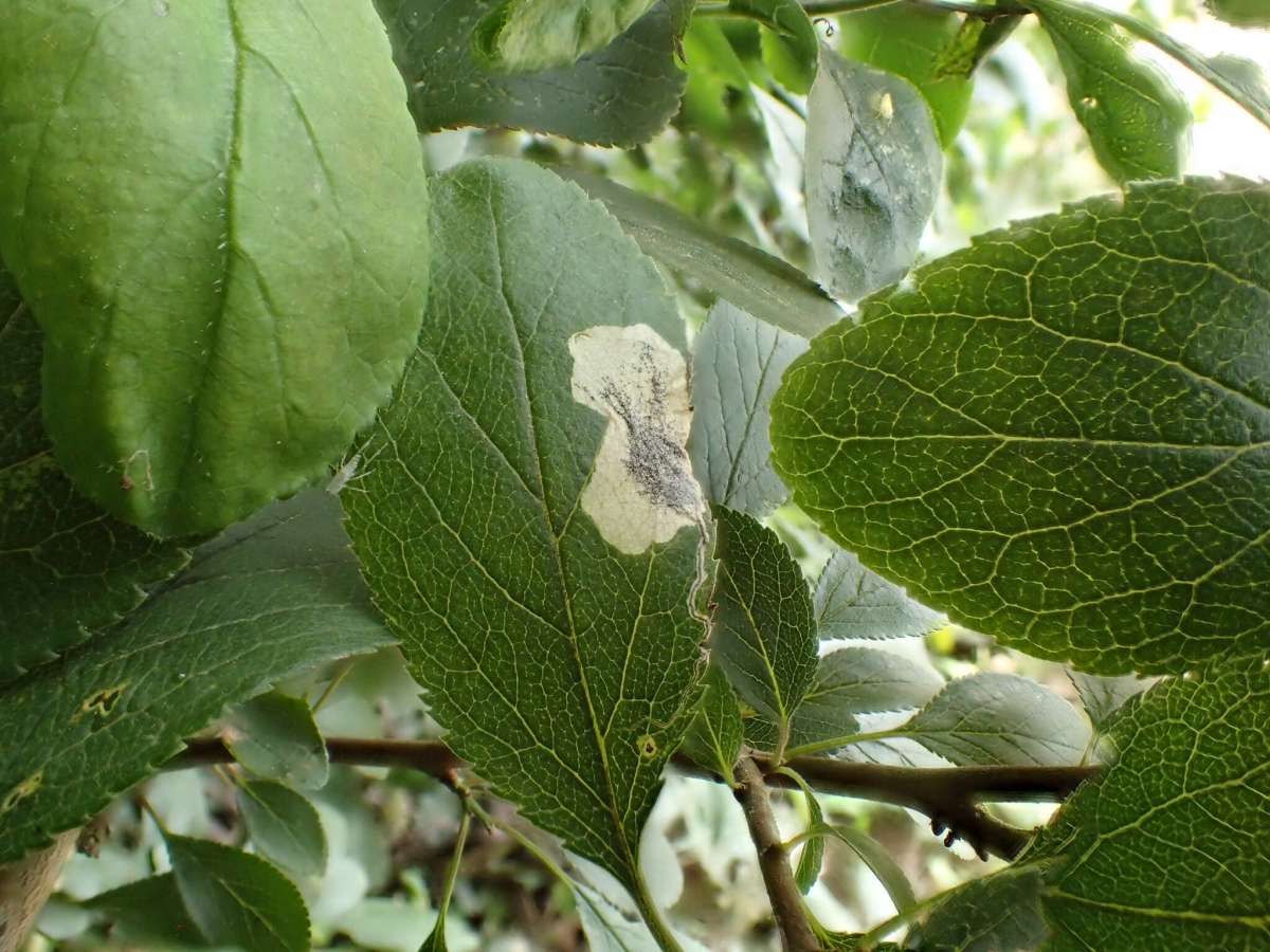 Scrubland Pigmy (Stigmella plagicolella) photographed at Aylesham  by Dave Shenton 