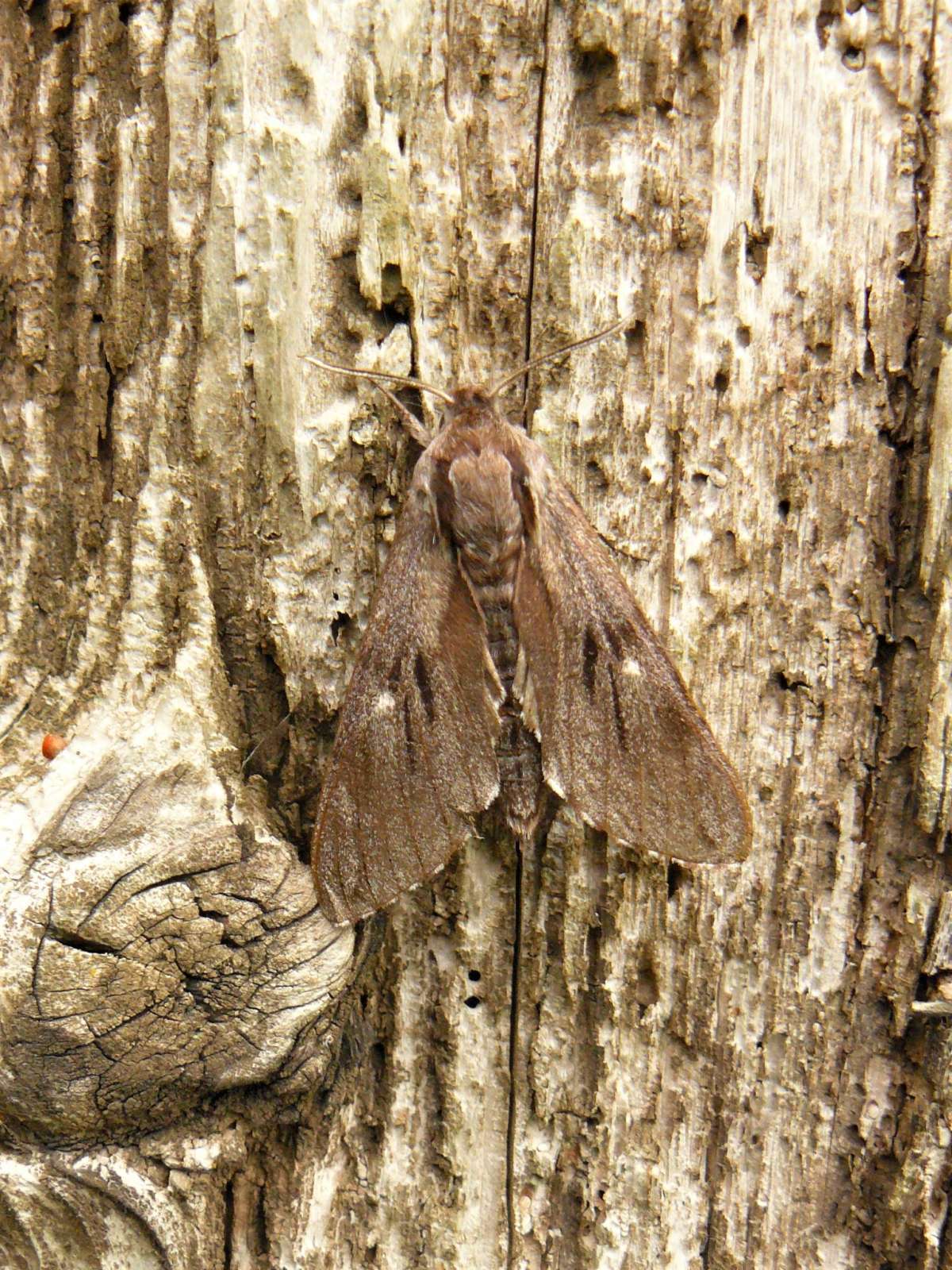 Pine Hawk-moth (Sphinx pinastri) photographed in Kent by Fred Butcher