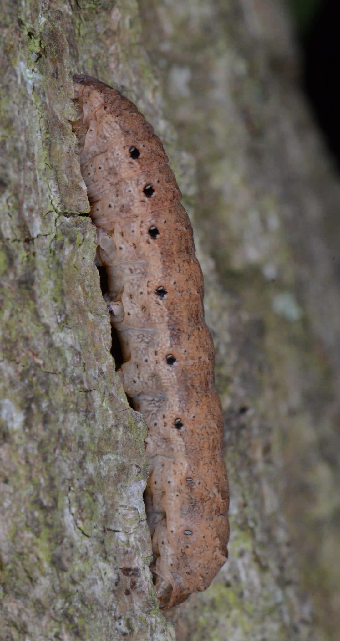 Broad-bordered Yellow Underwing (Noctua fimbriata) photographed at Darland Banks by Alan Stubbs 