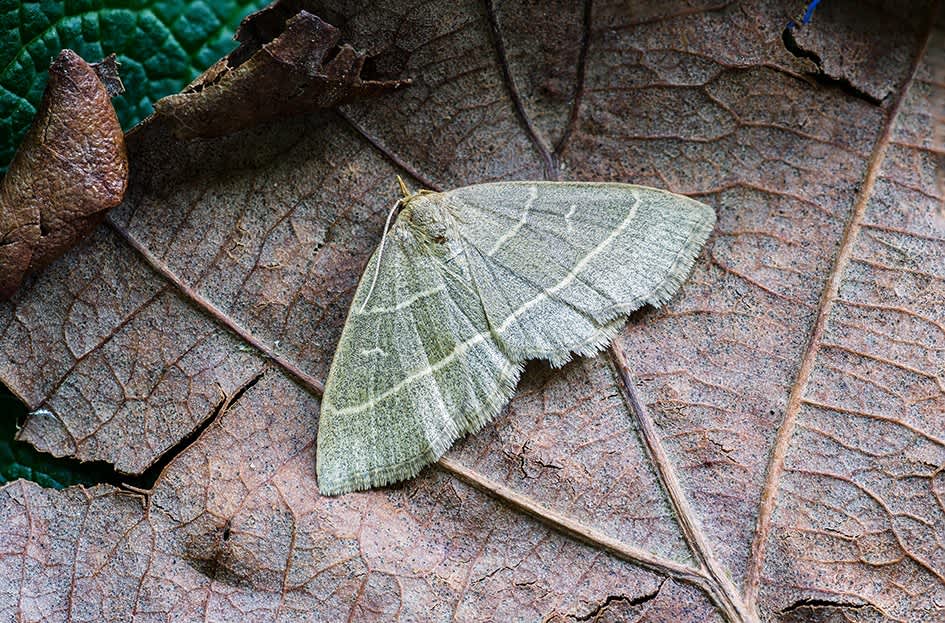 Olive Crescent (Trisateles emortualis) photographed at Knoll Wood by Darren Taylor