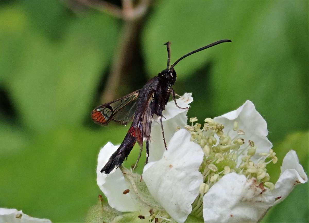 Red-tipped Clearwing (Synanthedon formicaeformis) photographed in Kent by John Dale