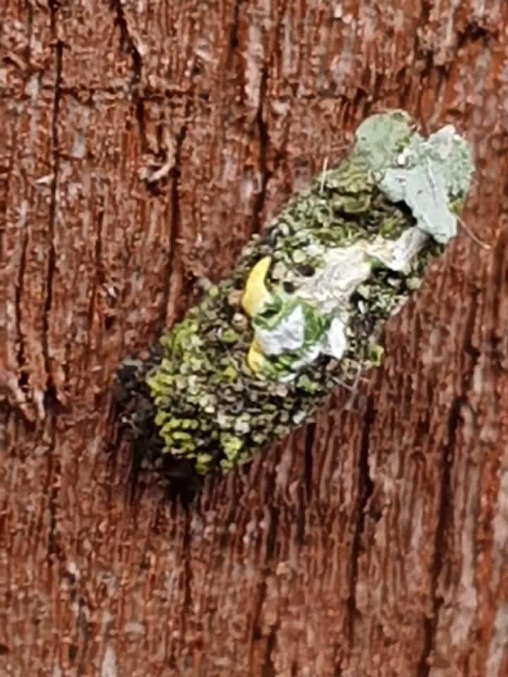 Shining Bagworm (Bacotia claustrella) photographed at Ashford  by Leonard Cooper