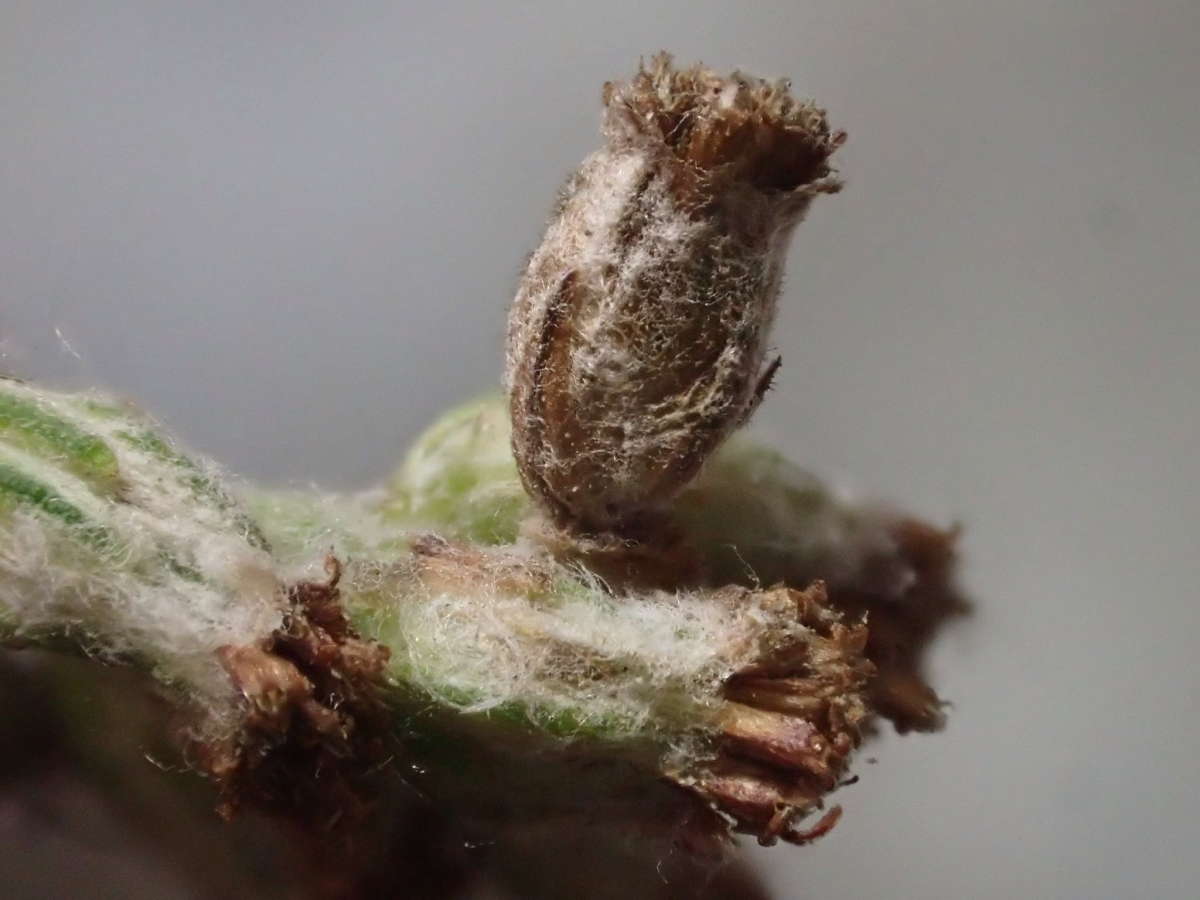 Mugwort Case-bearer (Coleophora artemisicolella) photographed in Kent by Dave Shenton 