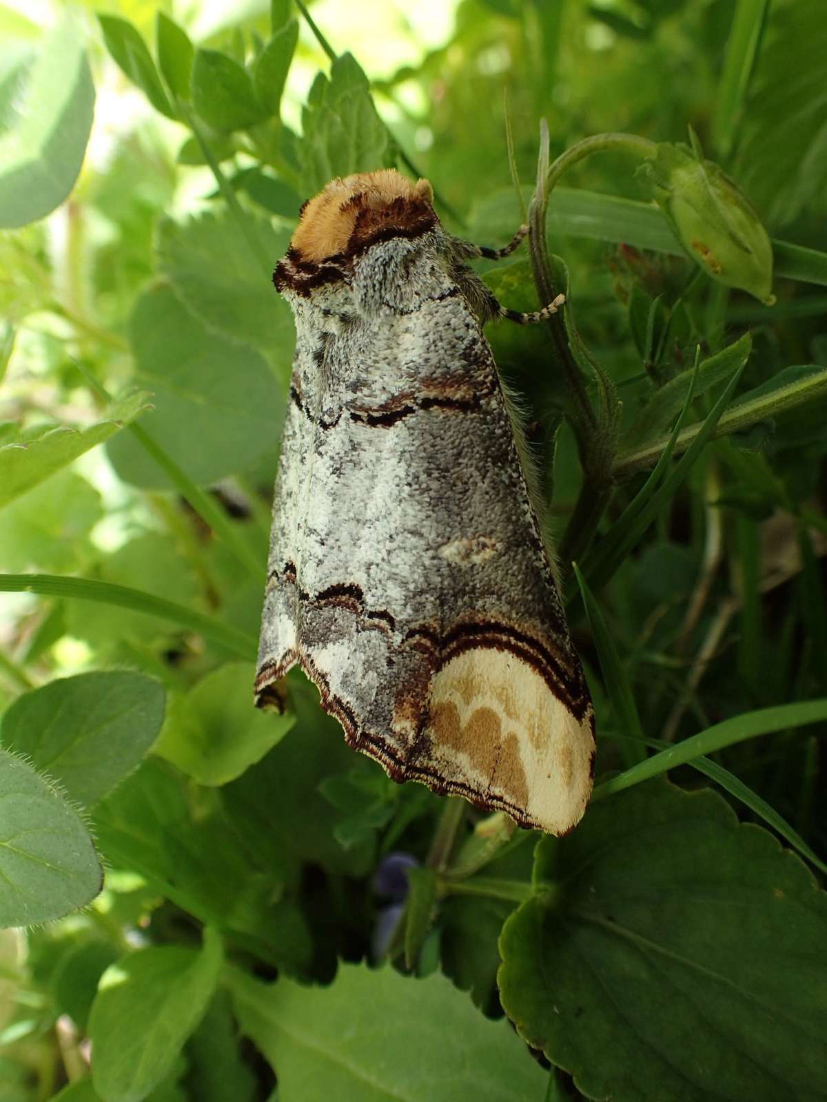 Buff-tip (Phalera bucephala) photographed in Kent by Dave Shenton 