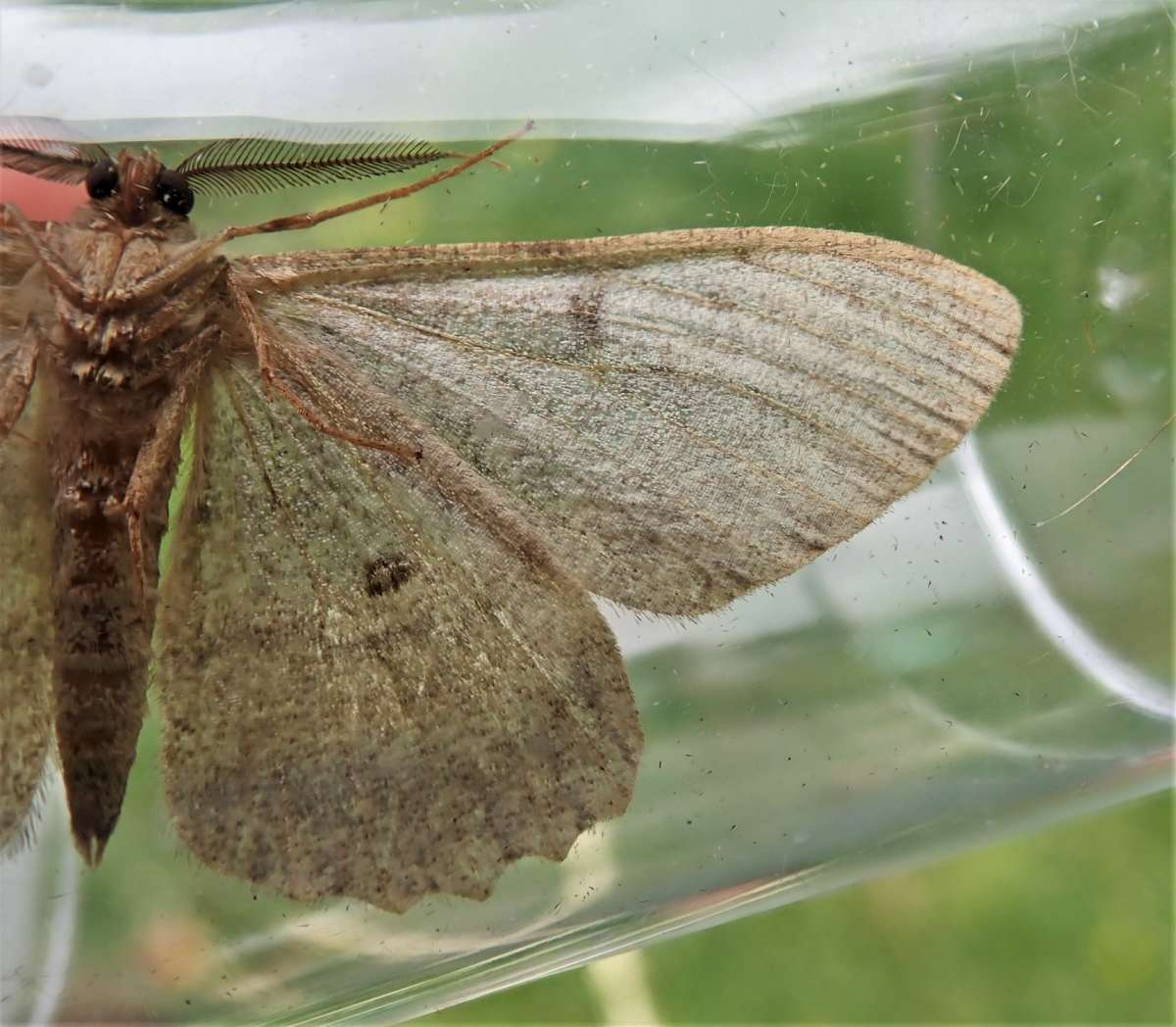 Pale Oak Beauty (Hypomecis punctinalis) photographed in Kent by John Dale