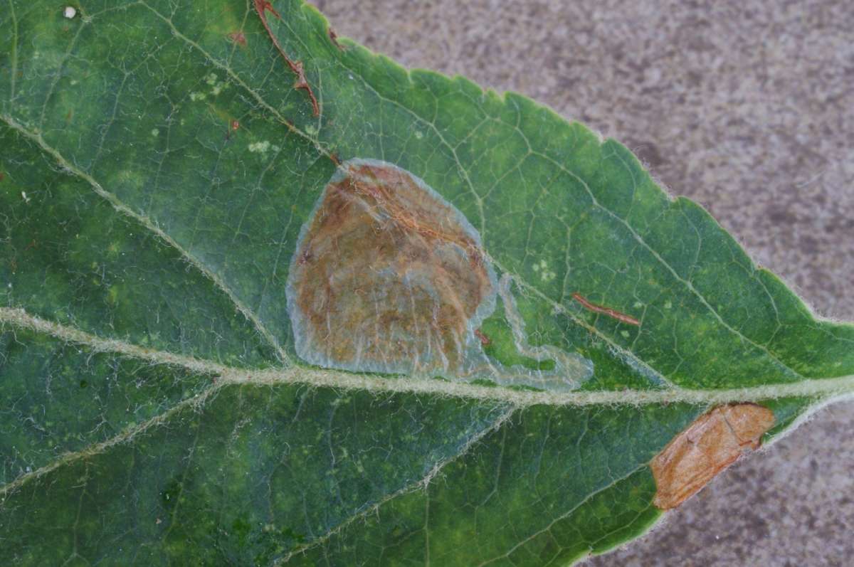 Garden Apple Slender (Callisto denticulella) photographed in Kent by Dave Shenton