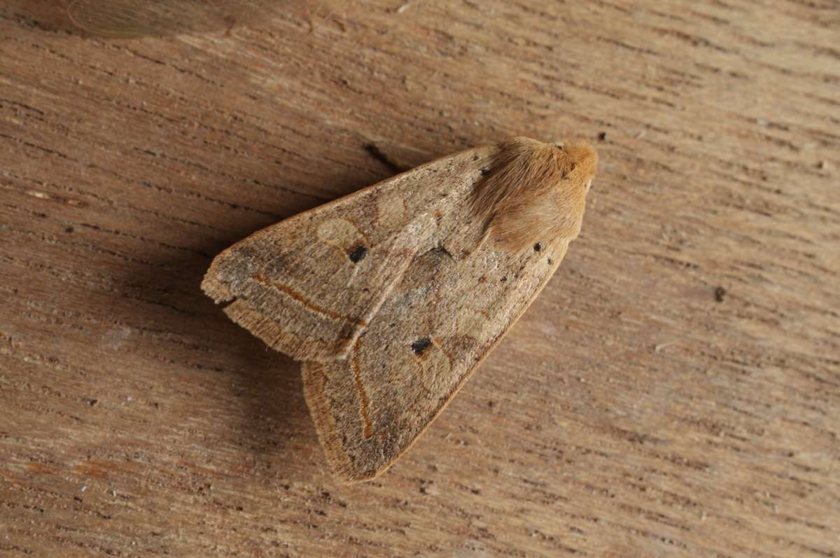 Yellow-line Quaker (Agrochola macilenta) photographed at Aylesham  by Dave Shenton 