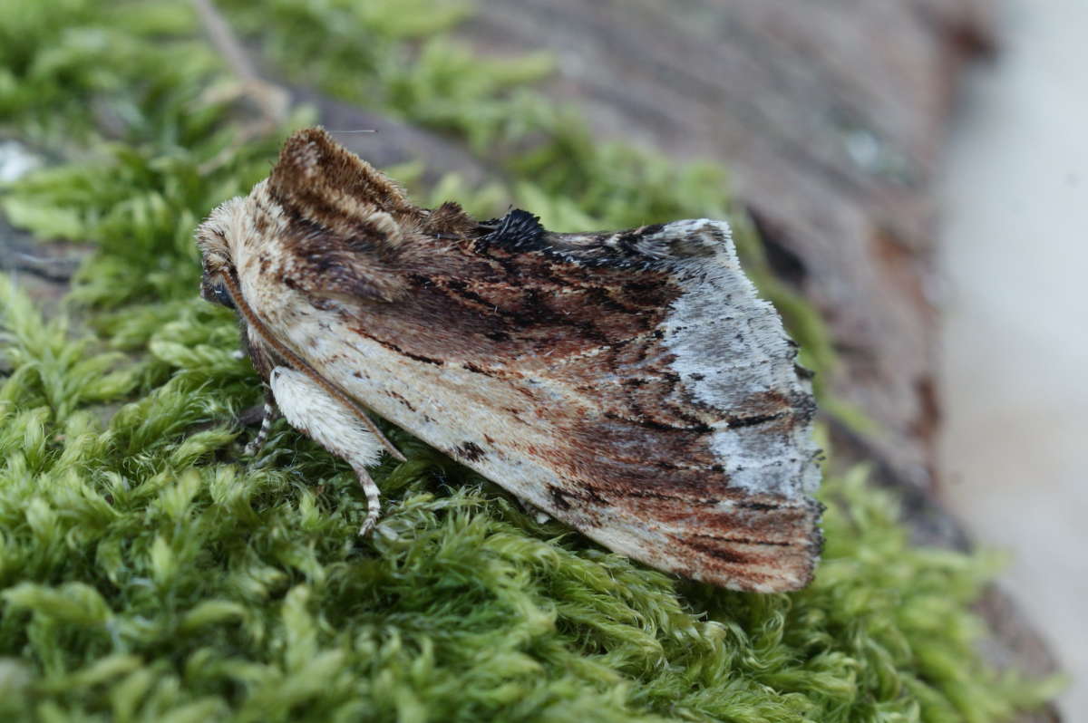 Maple Prominent (Ptilodon cucullina) photographed in Kent by Dave Shenton 