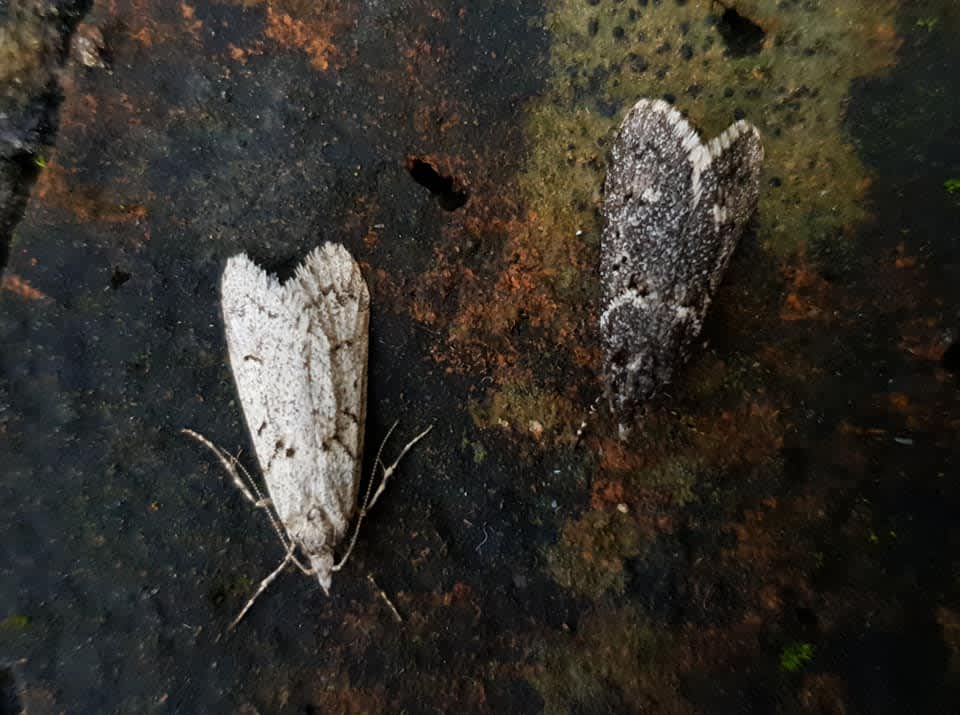 March Tubic (Diurnea fagella) photographed at Dartford  by Andrew Lawson 