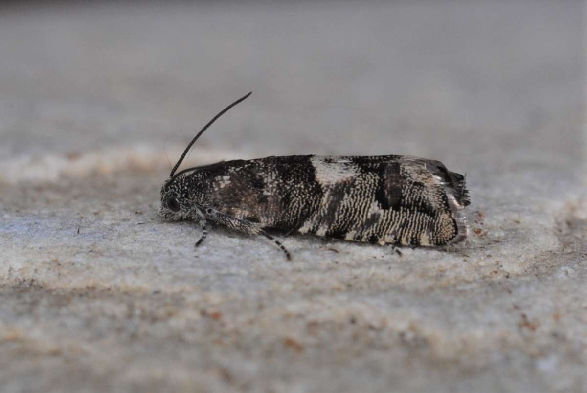 Drab Oak Piercer (Pammene splendidulana) photographed in Kent by Antony Wren