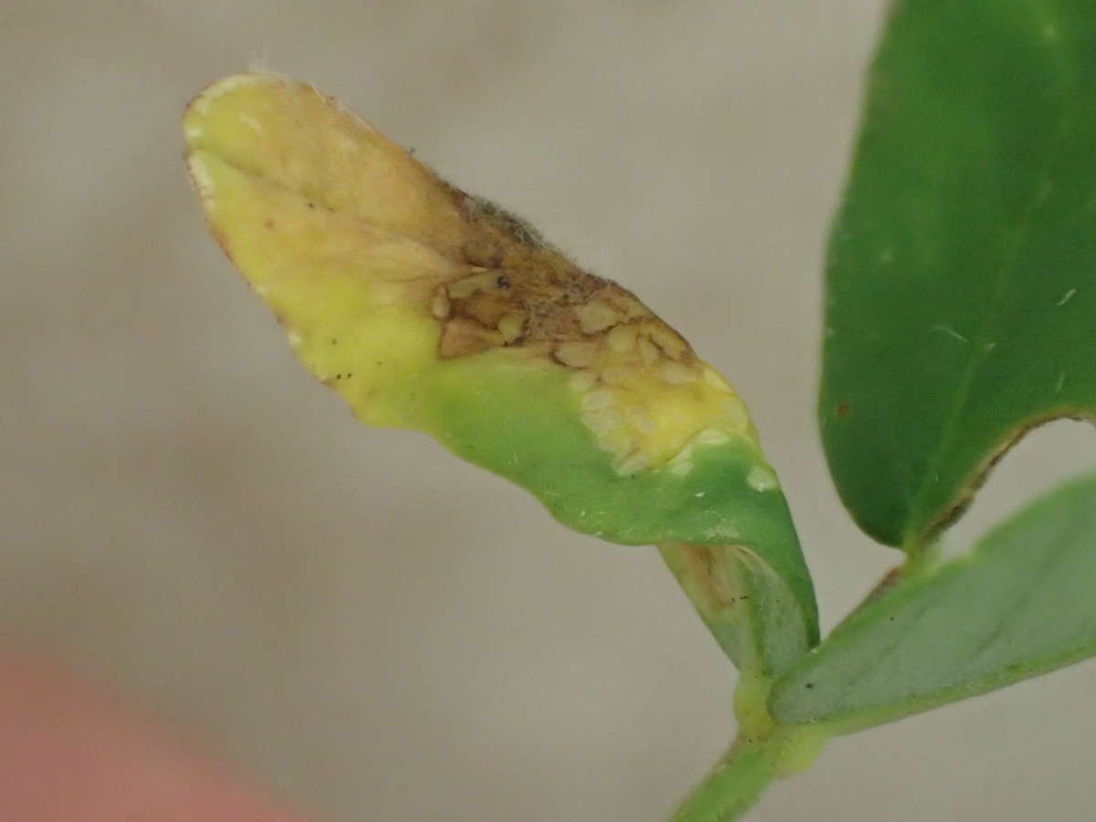  (Phyllonorycter medicaginella) photographed at Sandwich  by Dave Shenton 