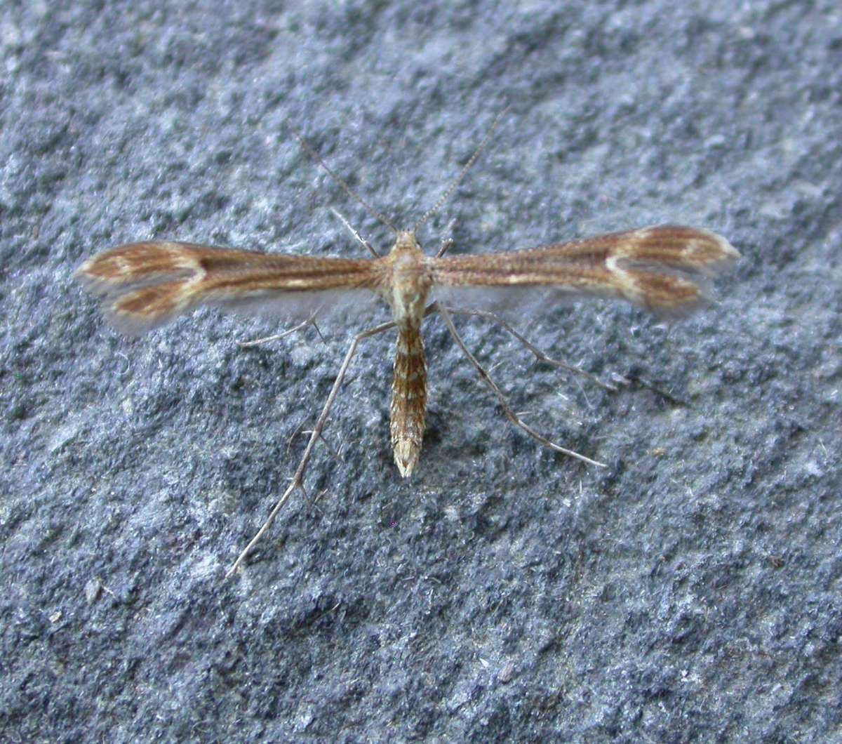 Crescent Plume (Marasmarcha lunaedactyla) photographed in Kent by Ross Newham 