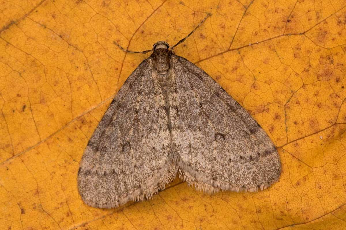 Winter Moth (Operophtera brumata) photographed at Boughton-under-Blean  by Peter Maton