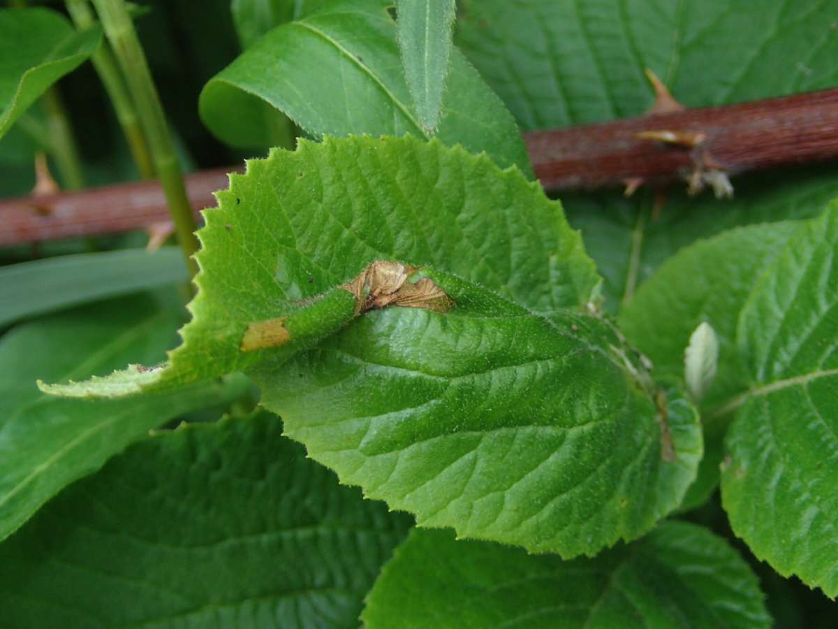 Viburnum Button (Acleris schalleriana) photographed in Kent by Dave Shenton 
