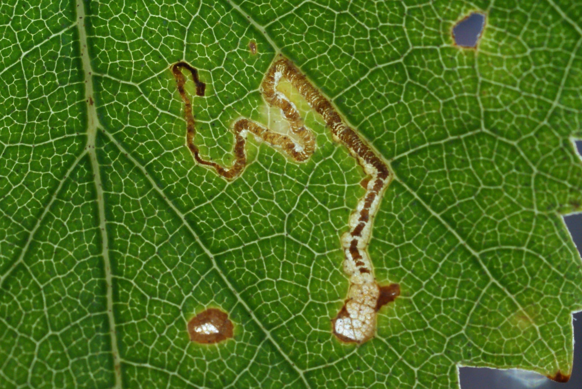 Small Birch Pigmy (Stigmella sakhalinella) photographed at Covert Wood, Barham by Dave Shenton