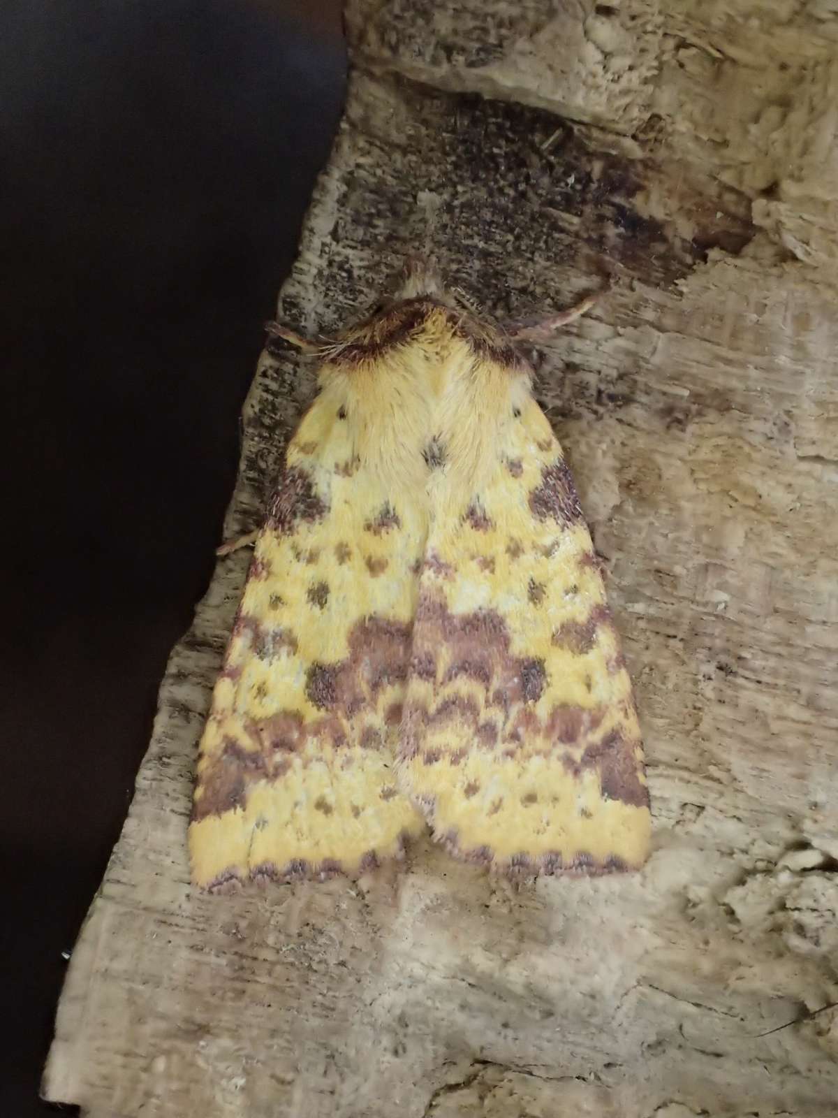 Pink-barred Sallow (Xanthia togata) photographed in Kent by Dave Shenton 