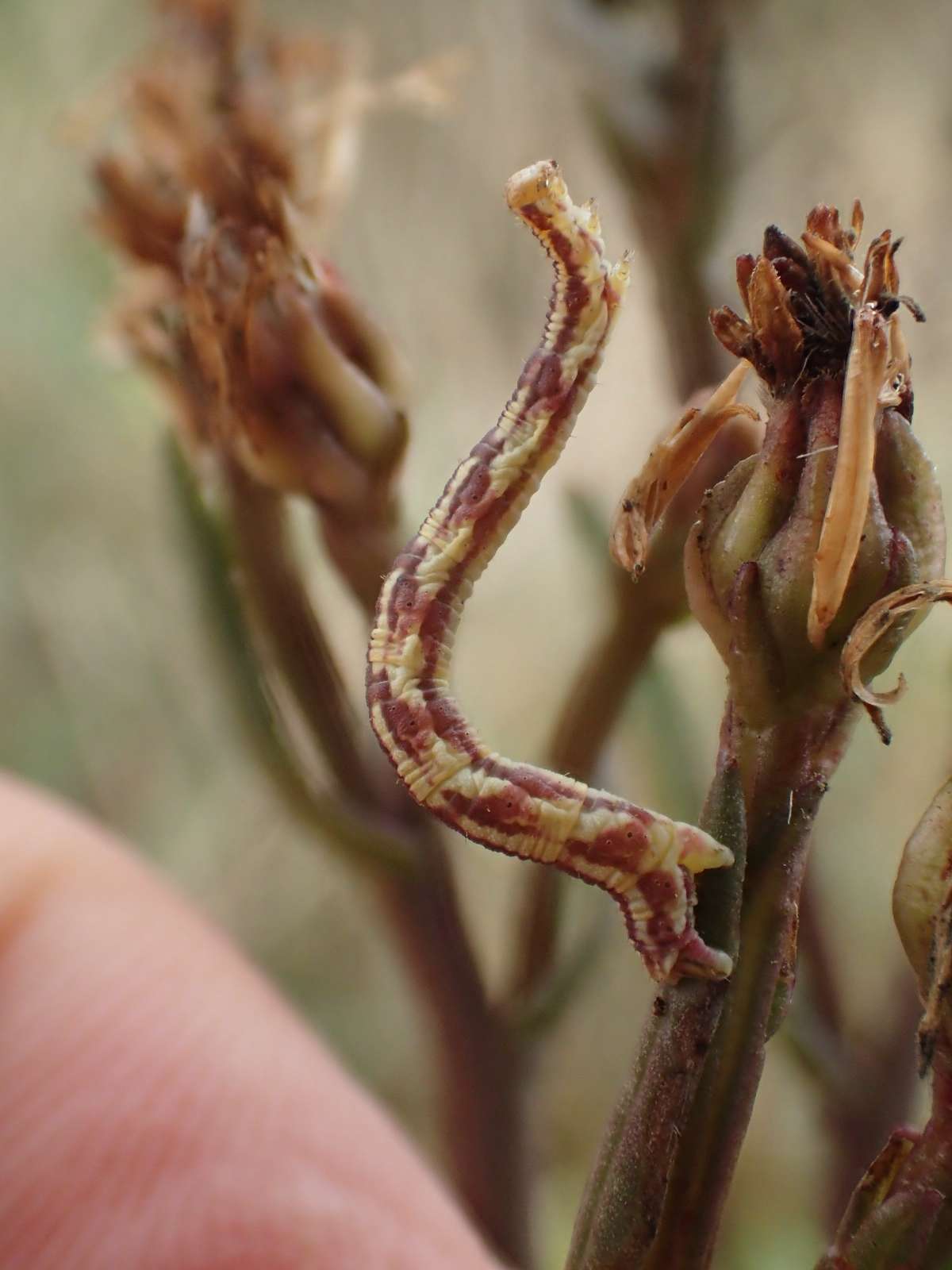 Lime-speck Pug (Eupithecia centaureata) photographed at Shellness  by Dave Shenton 
