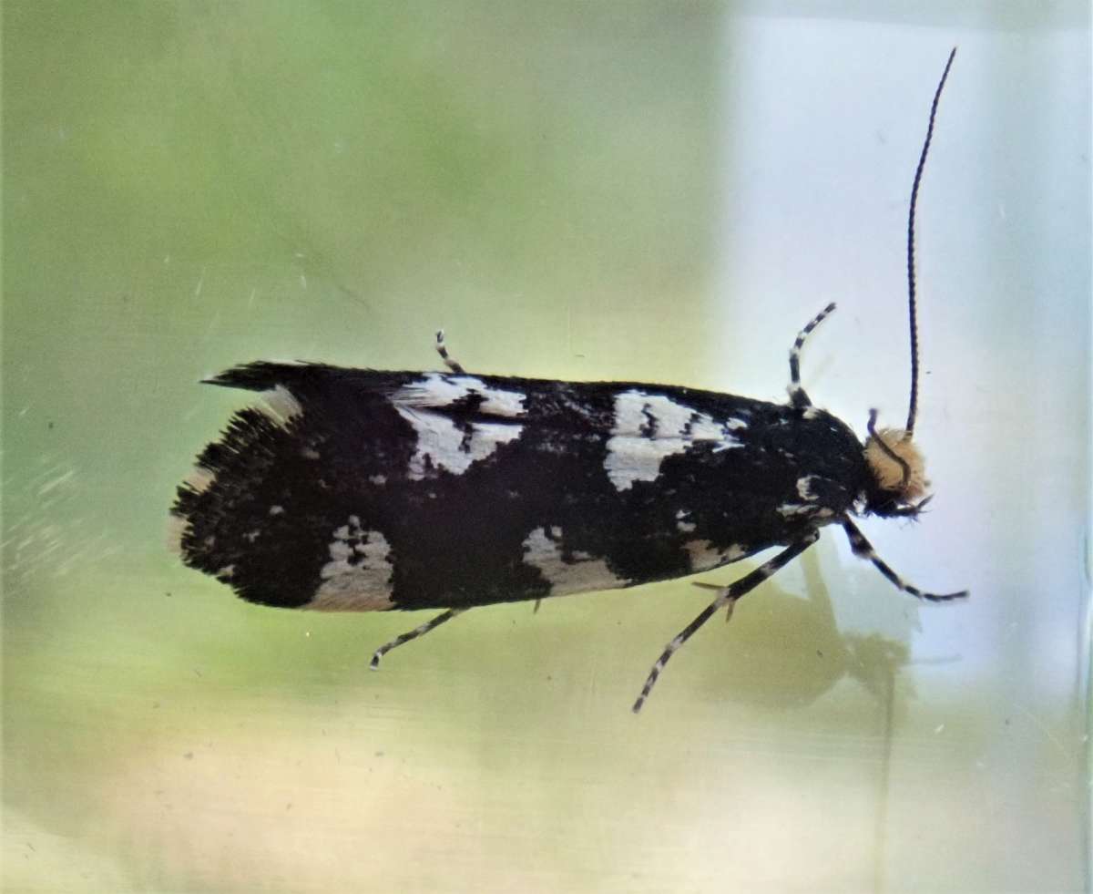 Four-spotted Clothes Moth (Triaxomera fulvimitrella) photographed at Orlestone  by John Dale